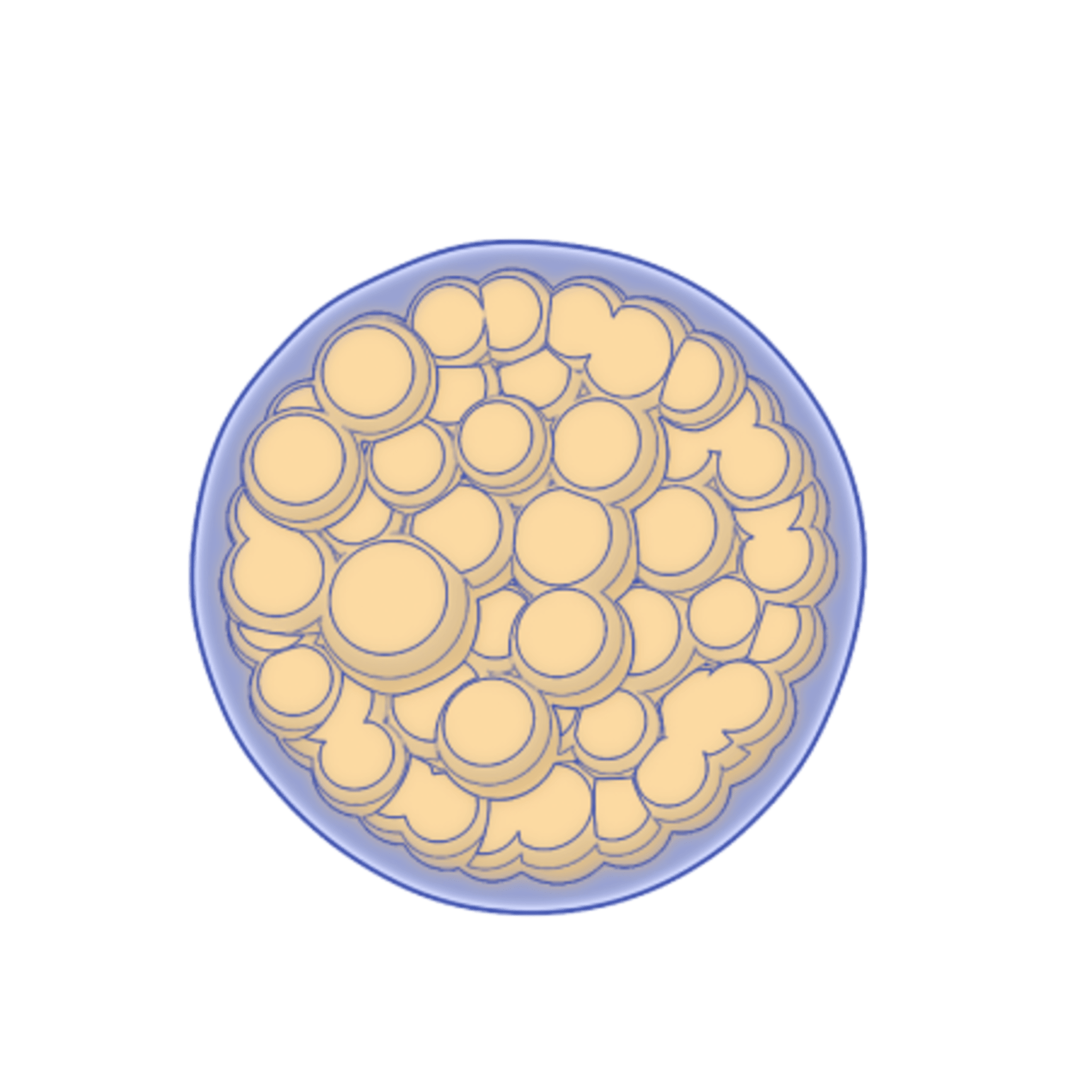 what-is-coccidioides-anivive-lifesciences